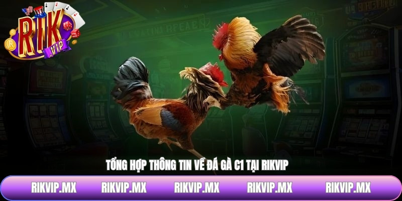 Tổng hợp thông tin về đá gà C1 tại RIKVIP
