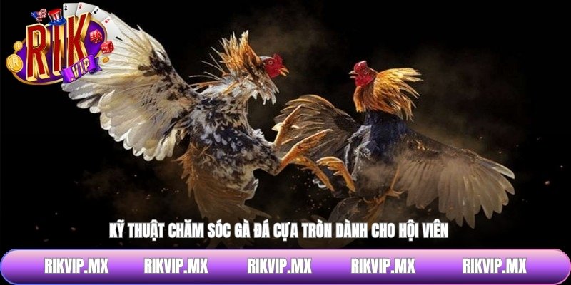 Kỹ thuật chăm sóc gà đá cựa tròn dành cho hội viên