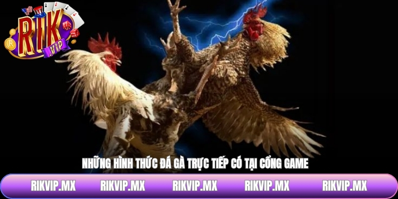 Những hình thức đá gà trực tiếp có tại cổng game